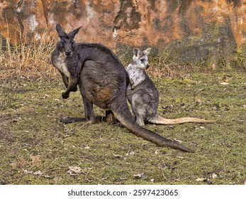 A pair of Common wallaroo, Macropus r. robustus. The male is much larger