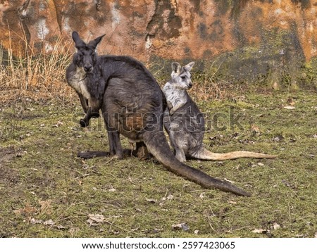 A pair of Common wallaroo, Macropus r. robustus. The male is much larger