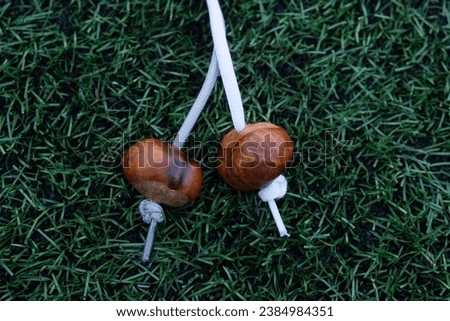 Pair Conkers threaded onto of strings, close-up. Accessories for Conkers game. Traditional children's game in Great Britain and Ireland played using the seeds of horse chestnut trees.