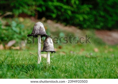 Pair of Coprinus Comatus mushrooms on green grass in garden, shallow depth of field. Mushroom of the year 2024.