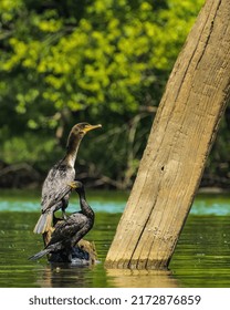 Pair Of Cormorants Next To Log On Paint Creek Lake, Ohio