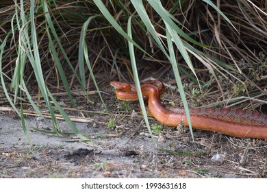 Pair Of Corn Snakes Mating, Nature