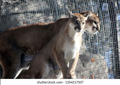 158 Cougar couple Images, Stock Photos & Vectors | Shutterstock