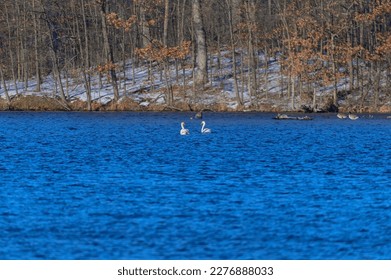 A pair of courting Mute Swans on Seven Lake at Seven Lakes State Park, near Holly, Michigan. - Shutterstock ID 2276888033