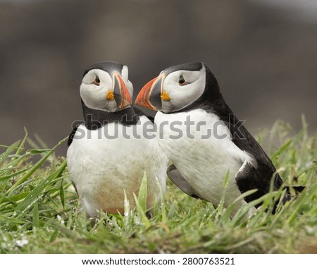 A pair of courting puffins