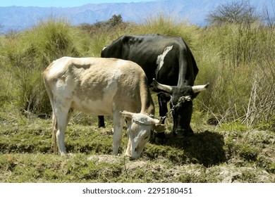 Pair of cows with short horns grazing. Argentine countryside. North of Argentina. Cattle. Grazing. Quadruped mammalian animals. Spotted fur oxen eating grass.