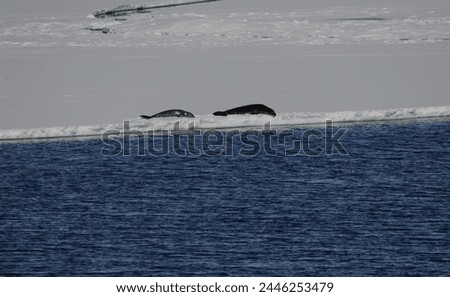 A pair of Crabeater seals move across pack ice 