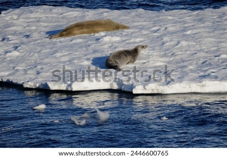 A pair of crabeater seals resting on pack ice