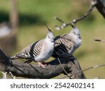 A pair of Crested Pigeons (Ocyphaps lophotes)