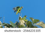 A pair of critically endangered Puerto Rican Amazon coming for a landing on athick tree. 