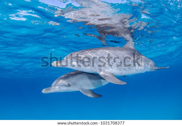 Pair of Cute Dolphins Dancing Together in Clear\
Waters of Bahamas