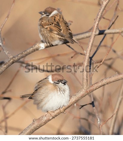 A pair of cute Eurasian Tree Sparrows (Passer montanus) sitting on a tree branch. These small birds are puffed up to stay warm, showcasing their beautiful feathers in the warm morning light