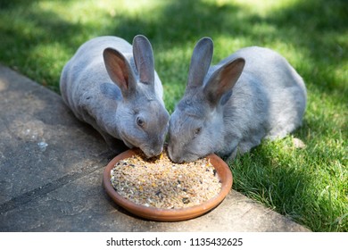 Pair Of Cute Grey Rex Rabbits Eating Bird Seed In A Garden In The UK.