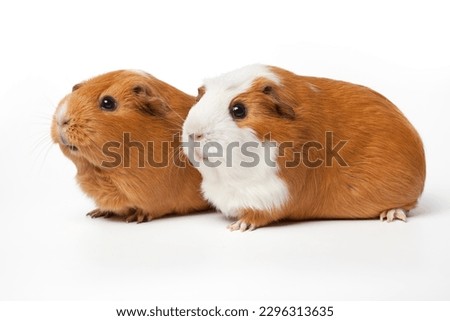 Pair of cute guinea Pigs isolated on white background close up  
