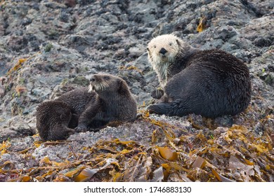 Pair Of Cute Sea Otters 