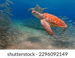 Pair of cute sea turtles (Chelonia mydas) swimming in the blue sea. School of fish and turtles in the shallow ocean. Underwater photography from scuba diving with marine life.