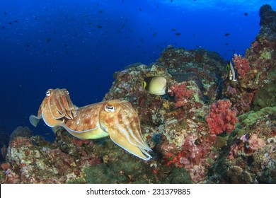 Pair Cuttlefish Mating