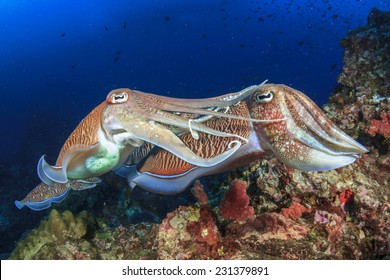 Pair Cuttlefish Mating