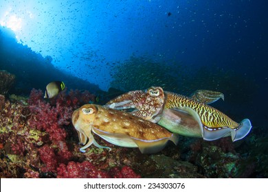 Pair Of Cuttlefish Mating