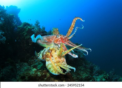 Pair Cuttlefish Mating