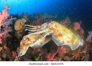 Pair Cuttlefish Mating