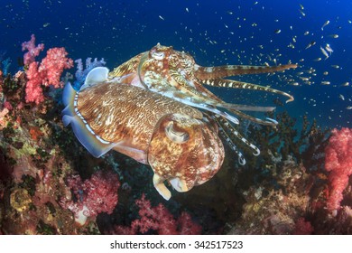 Pair Cuttlefish Mating