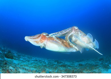 Pair Cuttlefish Mating