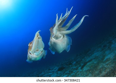 Pair Cuttlefish Mating