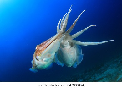 Pair Cuttlefish Mating