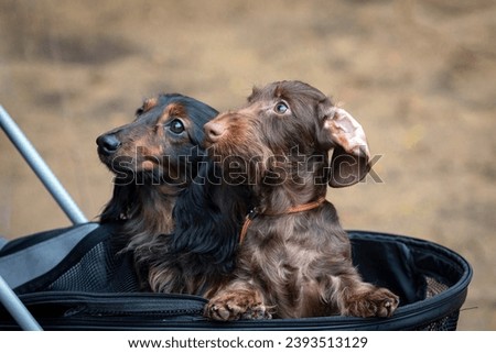 A pair of dachshund dogs looking out of a bag