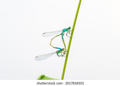 A pair of  Damselflies (Enallagma cyathigerum) mating on a leaf. The damselflies are mating