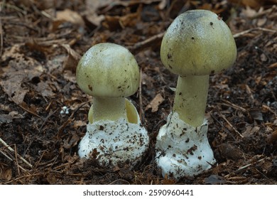 Pair of death caps in a pine forest