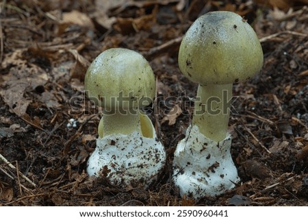Pair of death caps in a pine forest