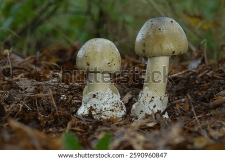 Pair of death caps in a pine forest