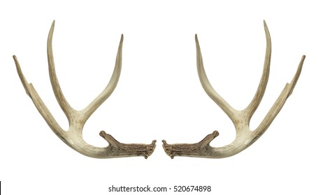 Pair Of Deer Antlers Isolated On White Background.