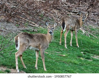 Pair Of Deer In Frick Park Pittsburgh