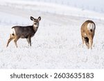 Pair of deer grazing on a frost covered farm field during winter on North American Prairies.