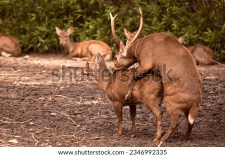 a pair of deers are intercourse 