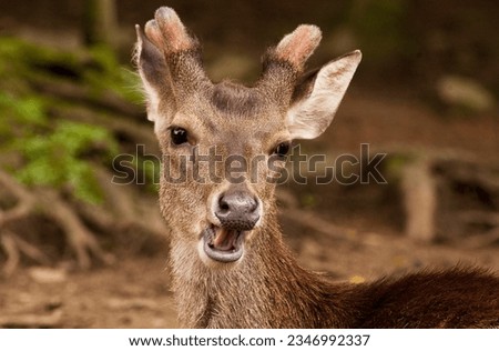 a pair of deers are intercourse 