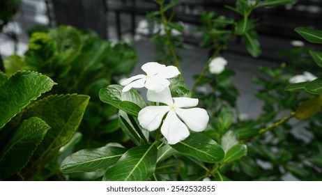 A pair of delicate white Catharanthus roseus flowers, also known as Madagascar periwinkle, bloom amidst lush green foliage.  - Powered by Shutterstock