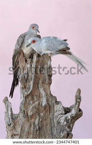 A pair of diamond doves are resting on a weathered tree trunk. This bird, which has a native habitat on the Australian continent, has the scientific name Geopelia cuneata.
