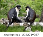 A pair of Diana Money, Cercopithecus diana, sit on a trunk and observe the surroundings.