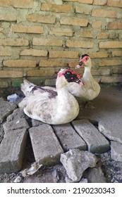 A Pair Of Dirty White Feathered Ducks Against A Brick Wall Background