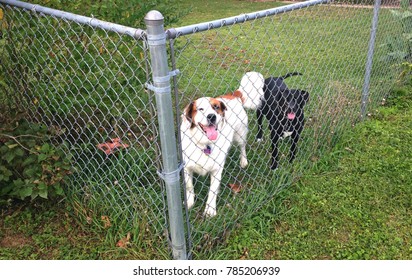 A pair of dogs, one black and one white and brown, are seen through a chainlink fence.
