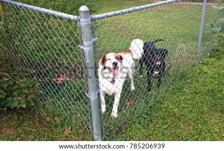 A pair of dogs, one black and one white and brown, are seen through a chainlink fence.