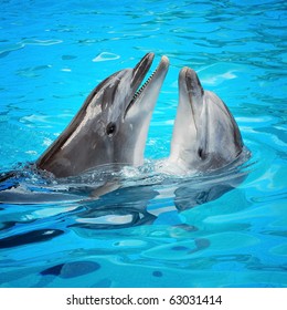 Pair Of Dolphins Dancing In Light-blue Water