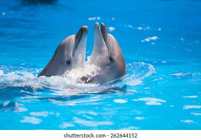 Pair Of Dolphins Dancing In Water