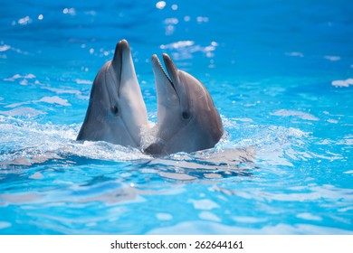 Pair Of Dolphins Dancing In Water