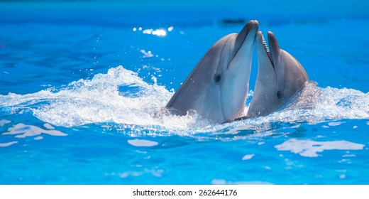 Pair Of Dolphins Dancing In Water