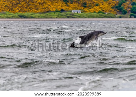 A pair of dolphins frolick in the Moray Firth off  Chanonry Point, Scotland on a summers evening